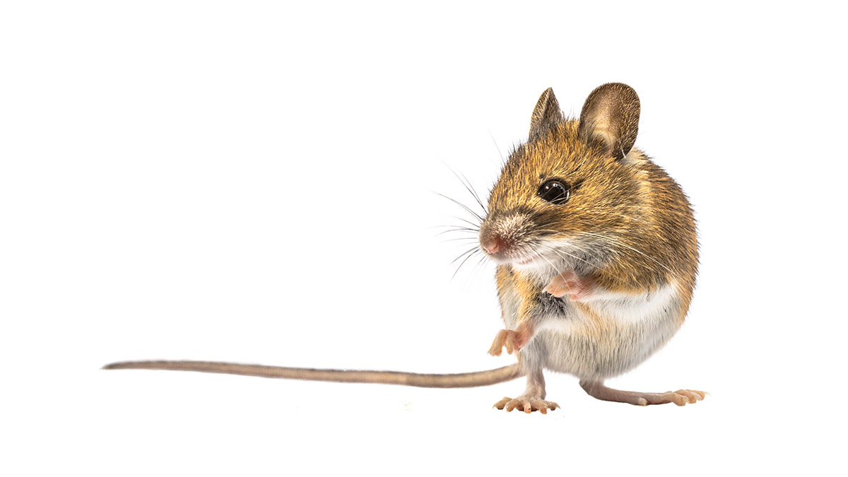 BasementMouse.net Hero Image